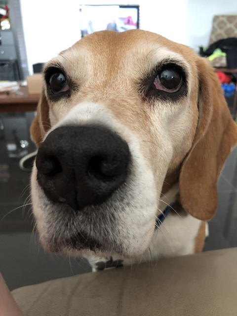 Dexter-close-up.jpg
