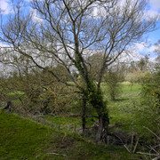 IMGP3927