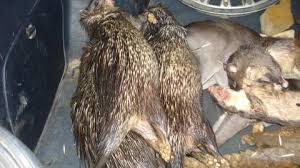 Animales Salvajes Frescos