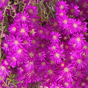 IMG-7485