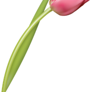 Spring-Romance-127