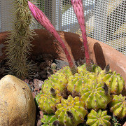 IMG-8555