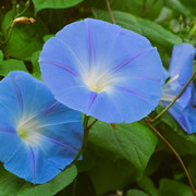 IMGP9554