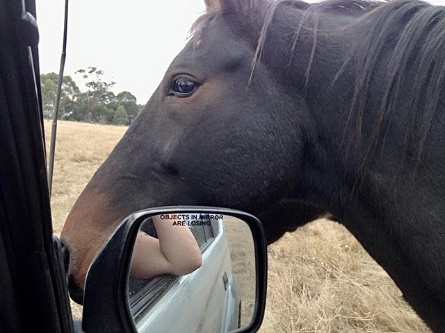 IMG-4426