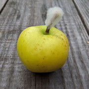 slbd-0719-apple