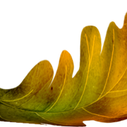 Leaf3