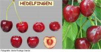 Variétés de cerises: Hedelfingen
