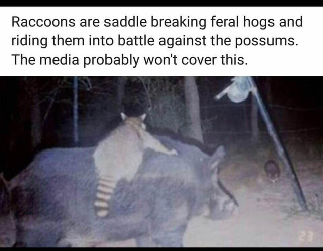 coon-rodeo