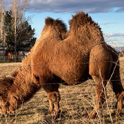 camels 4