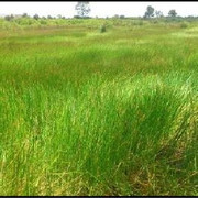 Purun-Tikus