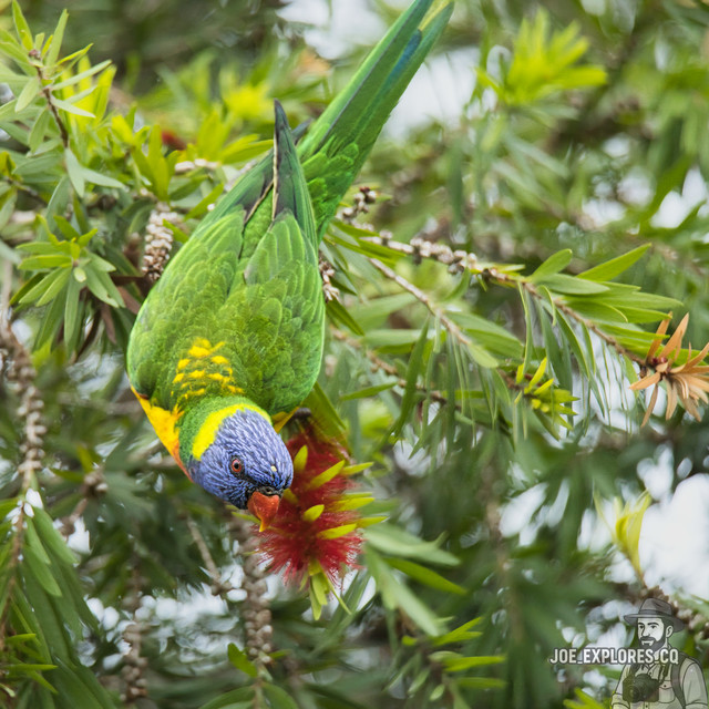 rainbowlorikeetinsta.jpg
