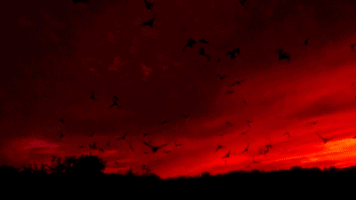 image.gif