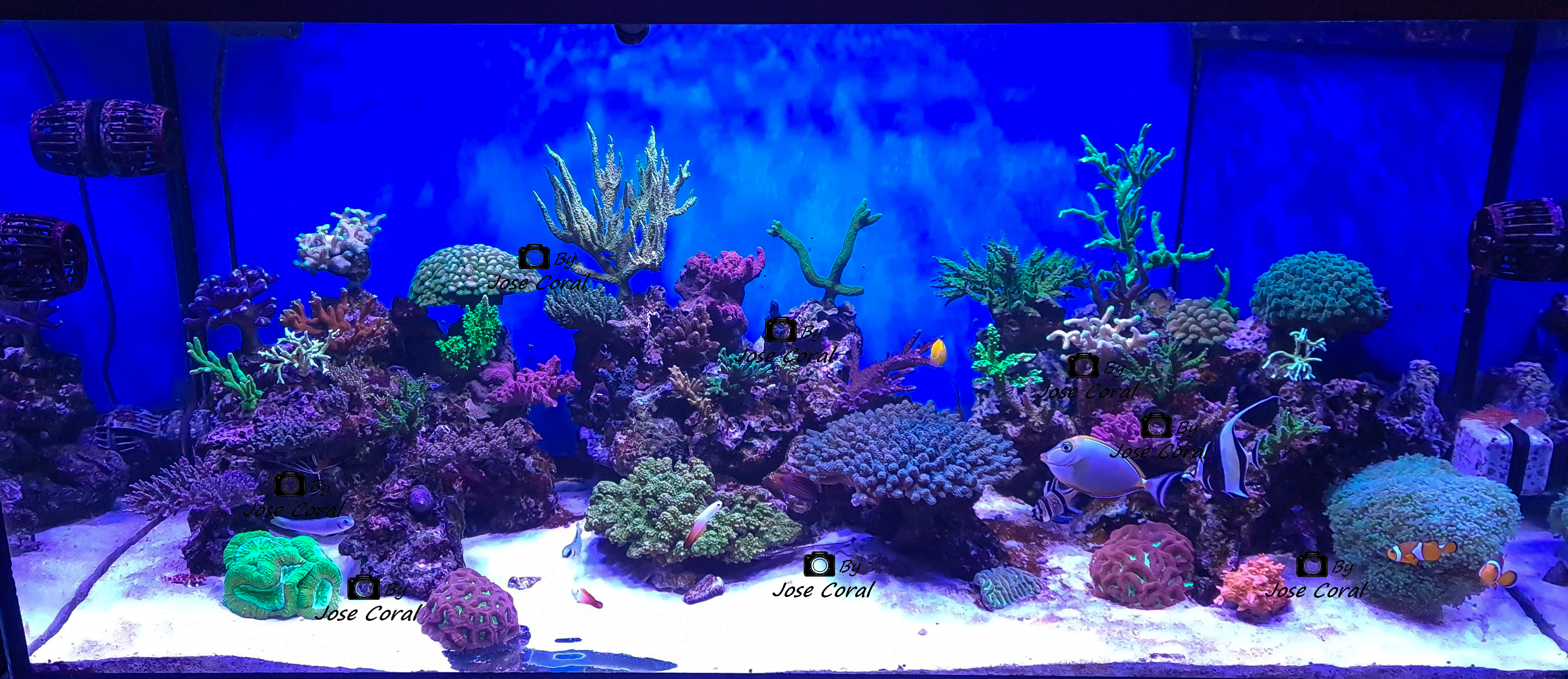 [TodoMarino.com] Mi acuario V4.0