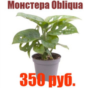 aoo32-Bg-LP0
