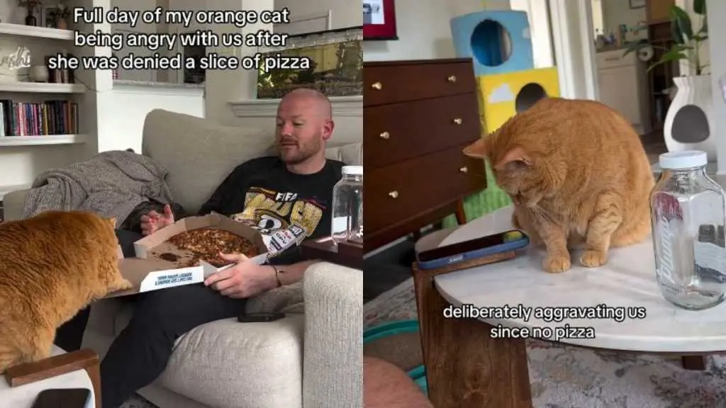 Feline Fury: Cat's Day Ruined by Pizza Denial