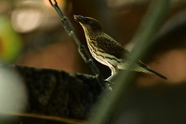 Song thrush at Copenhagen Zoo