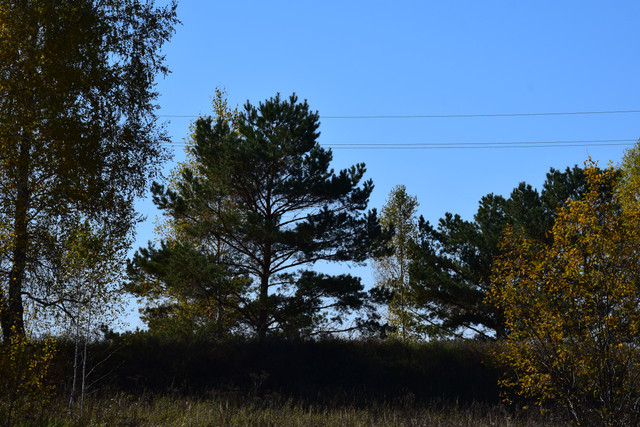 DSC 0651.jpg