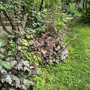 heuchera