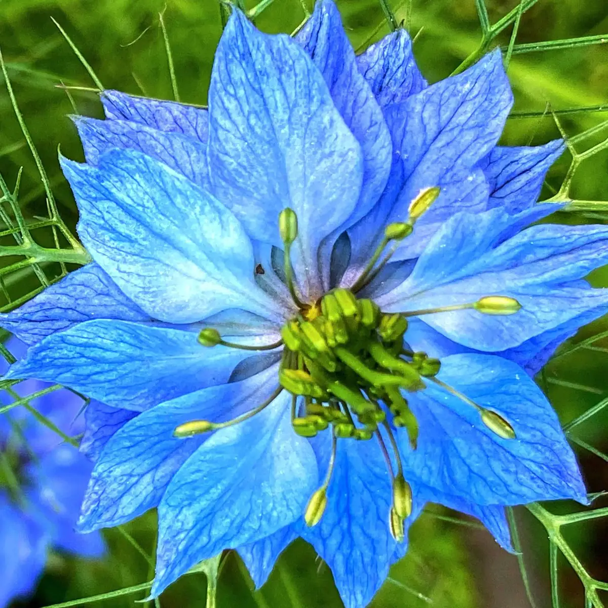 Începem să-i omorâm pe florile de grădină în iunie