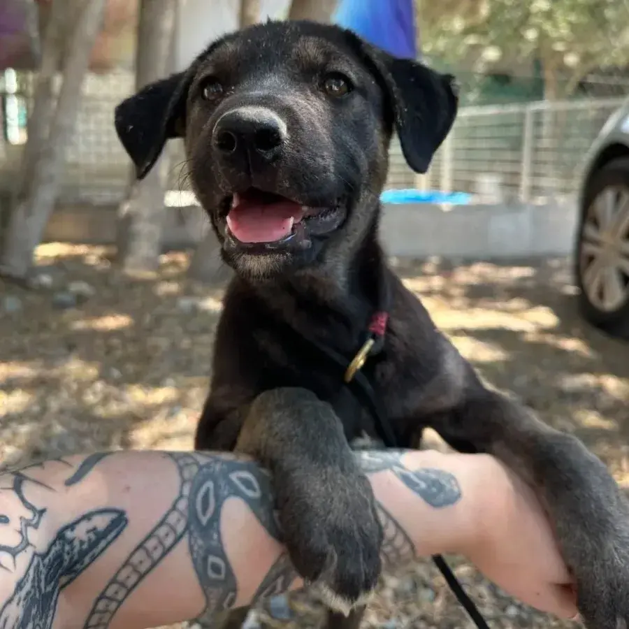 Puppy Seeks Forever Home After Rescue