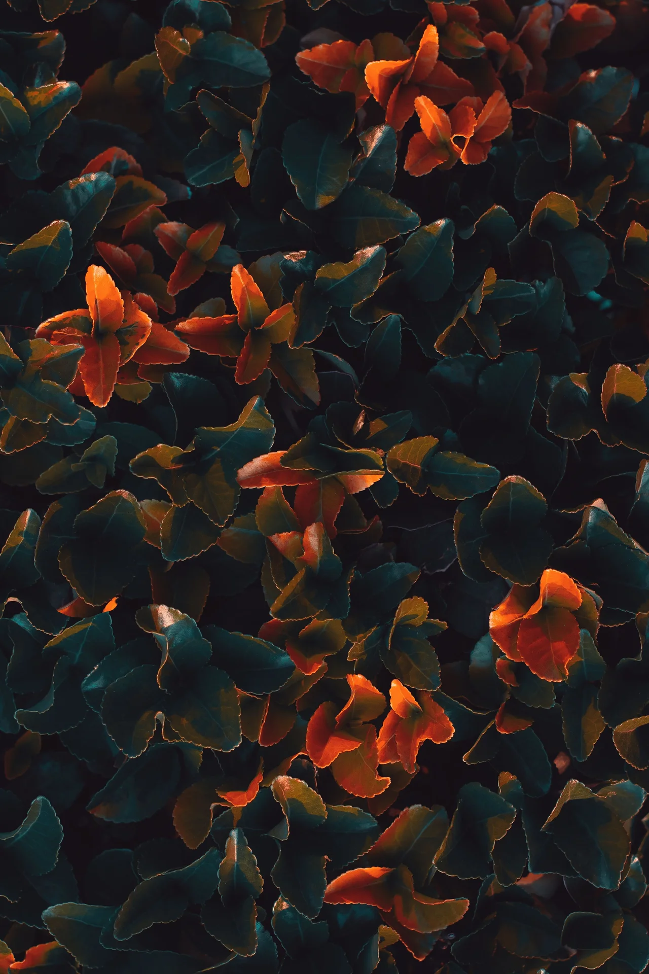 High quality Dark Aesthetic Wallpaper wallpaper by peyman farmani from Pexels
