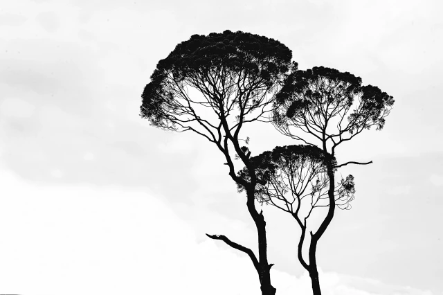wp3892739.webp