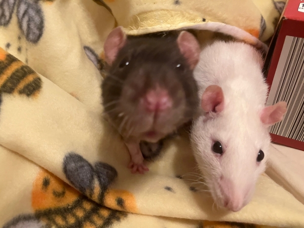 minun