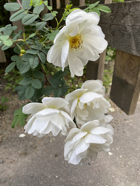 77-C32810-5-F4-D-4-FB8-A887-E1571354-B9-