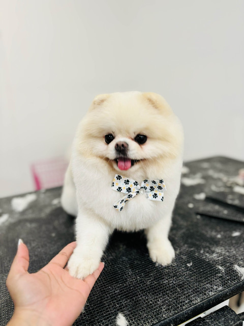 Archie Pet Care Spa Gallery
