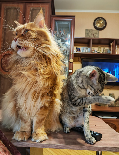 1000037065-01