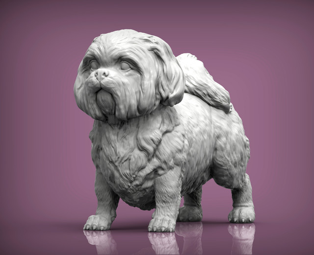 British-Shih-Tzu1
