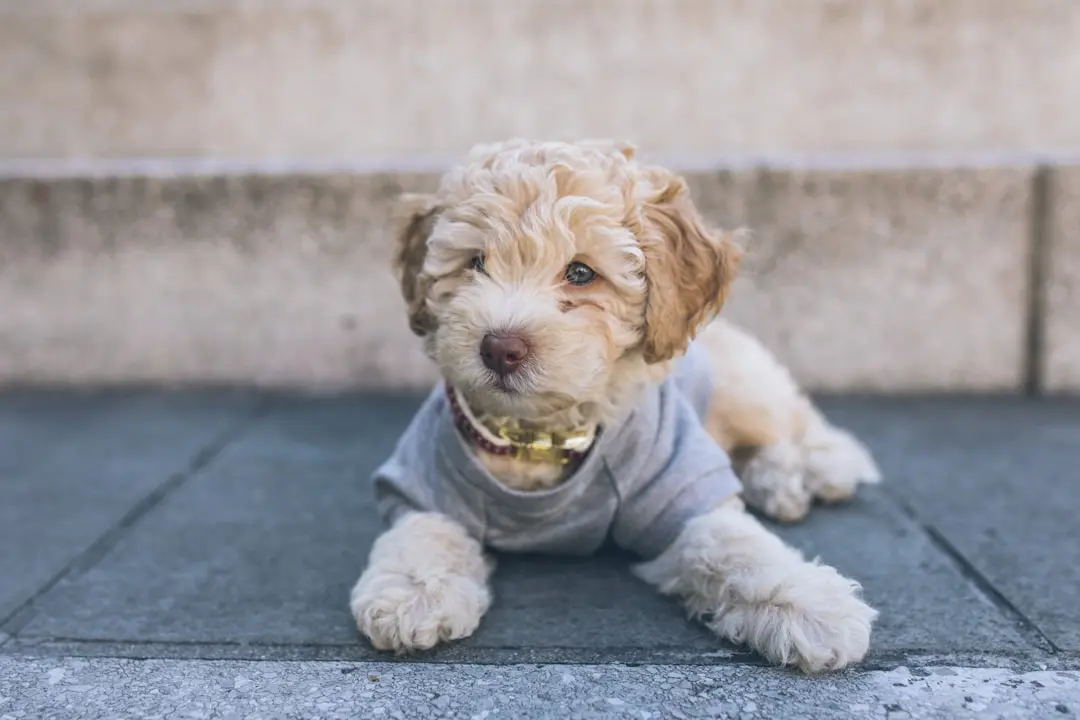 Dog Care Brand Launches Citywide Campaign in Pittsburgh for