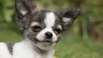 Clingy Canines: The Dog Breeds That Stick Like Glue