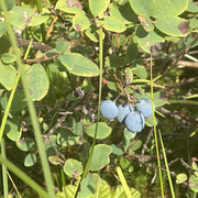 IMG 4599