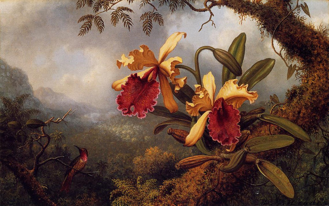 Orchids-and-Hummingbird-2