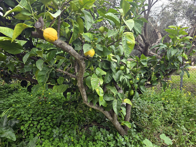 105.jpg