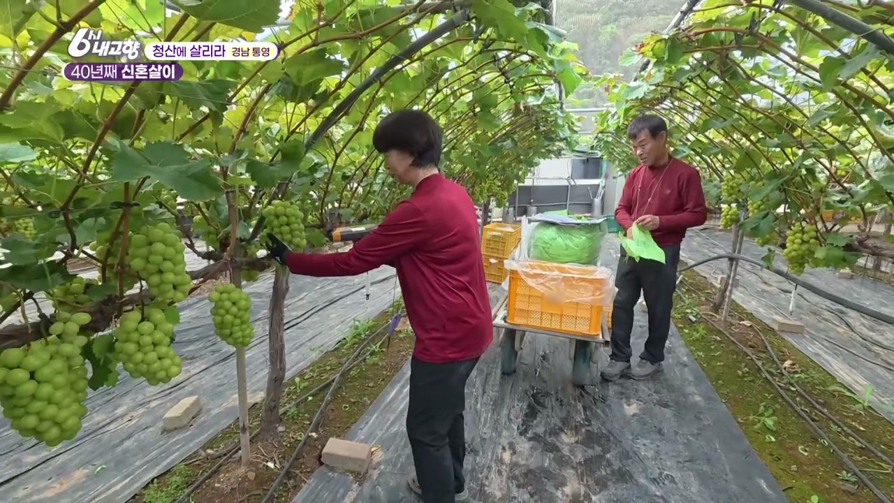 6시내고향 청산에 살리라 통영 샤인머스캣 캡처