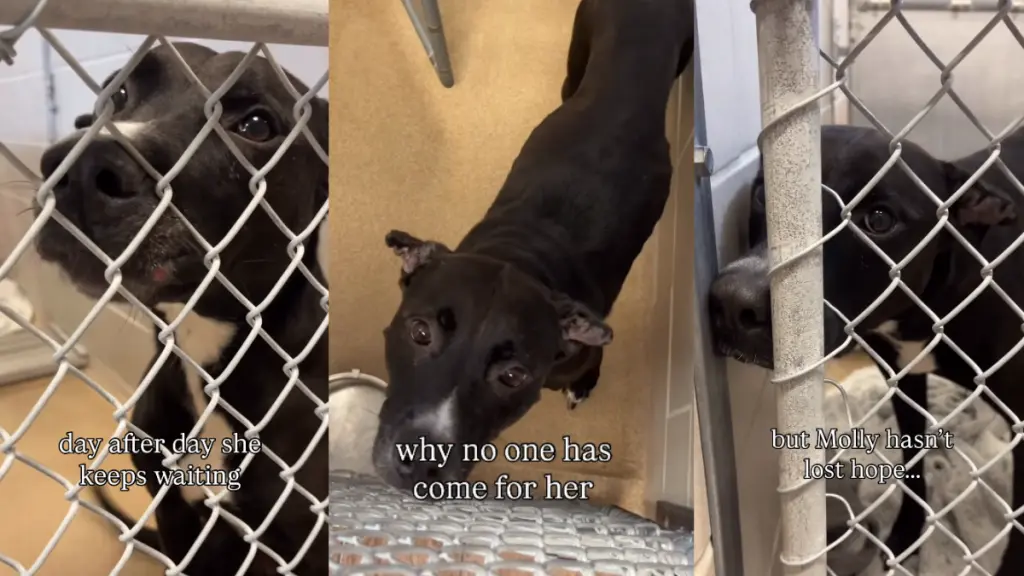 Shelter Dog Holds On to Hope of Finding Forever Home