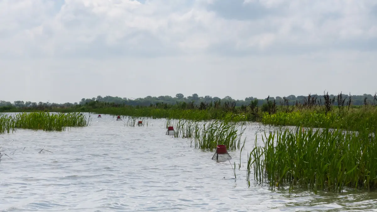 Farming Crawfish and Rice: A Perfect Pair