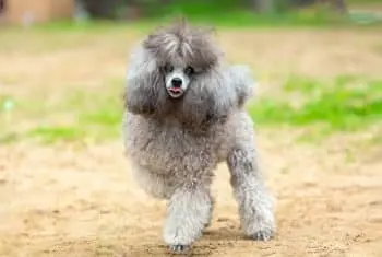 Reducing Pet Dander for a Healthier Home