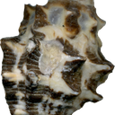 Element6.png