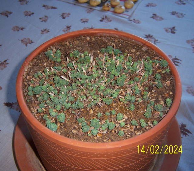 S-sieboldii