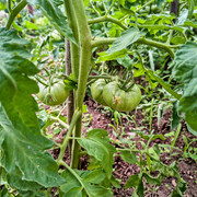tomato2
