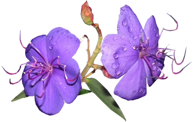flower 3389295 1280.webp