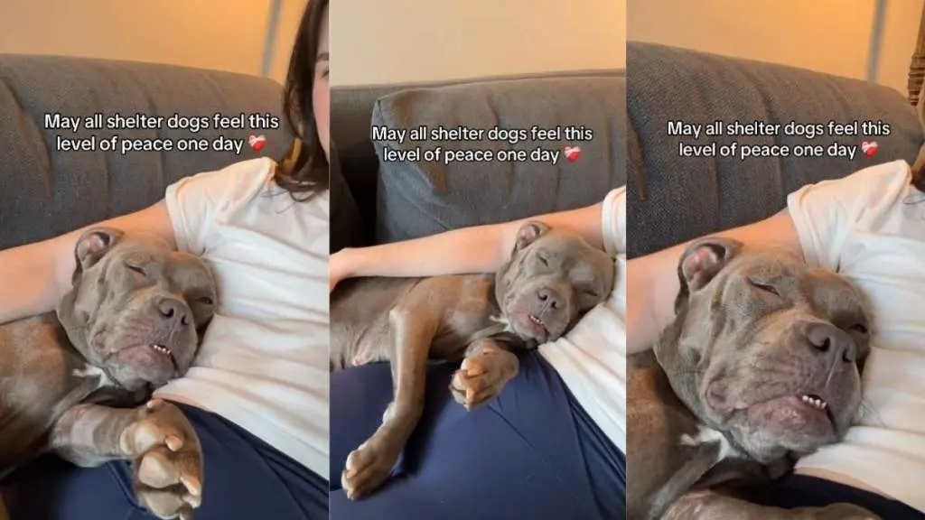 Shelter Dog Finds Serenity in Foster Care