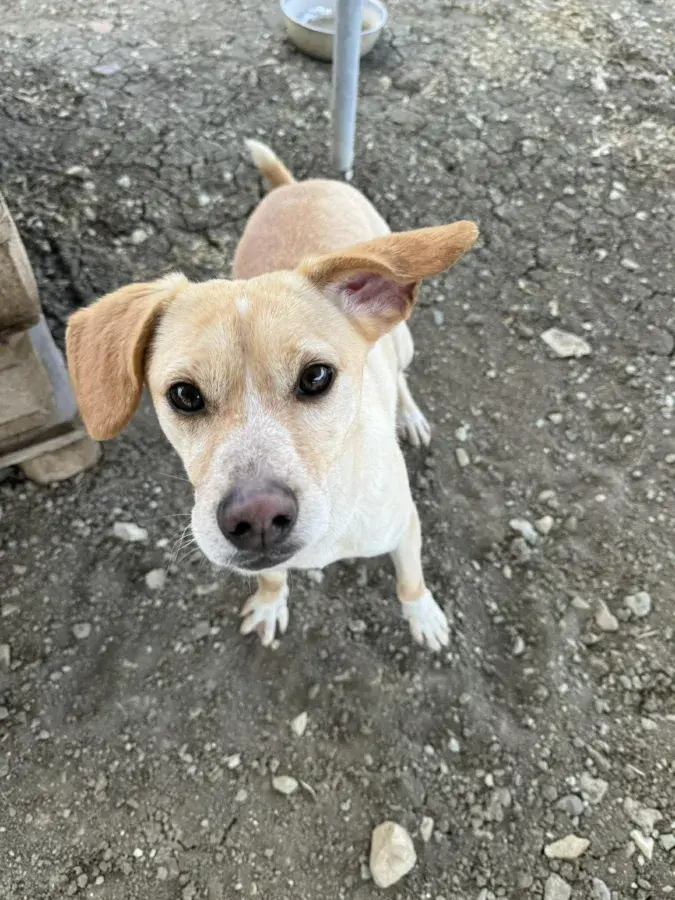 Four-Year-Old Nami Seeks Forever Home