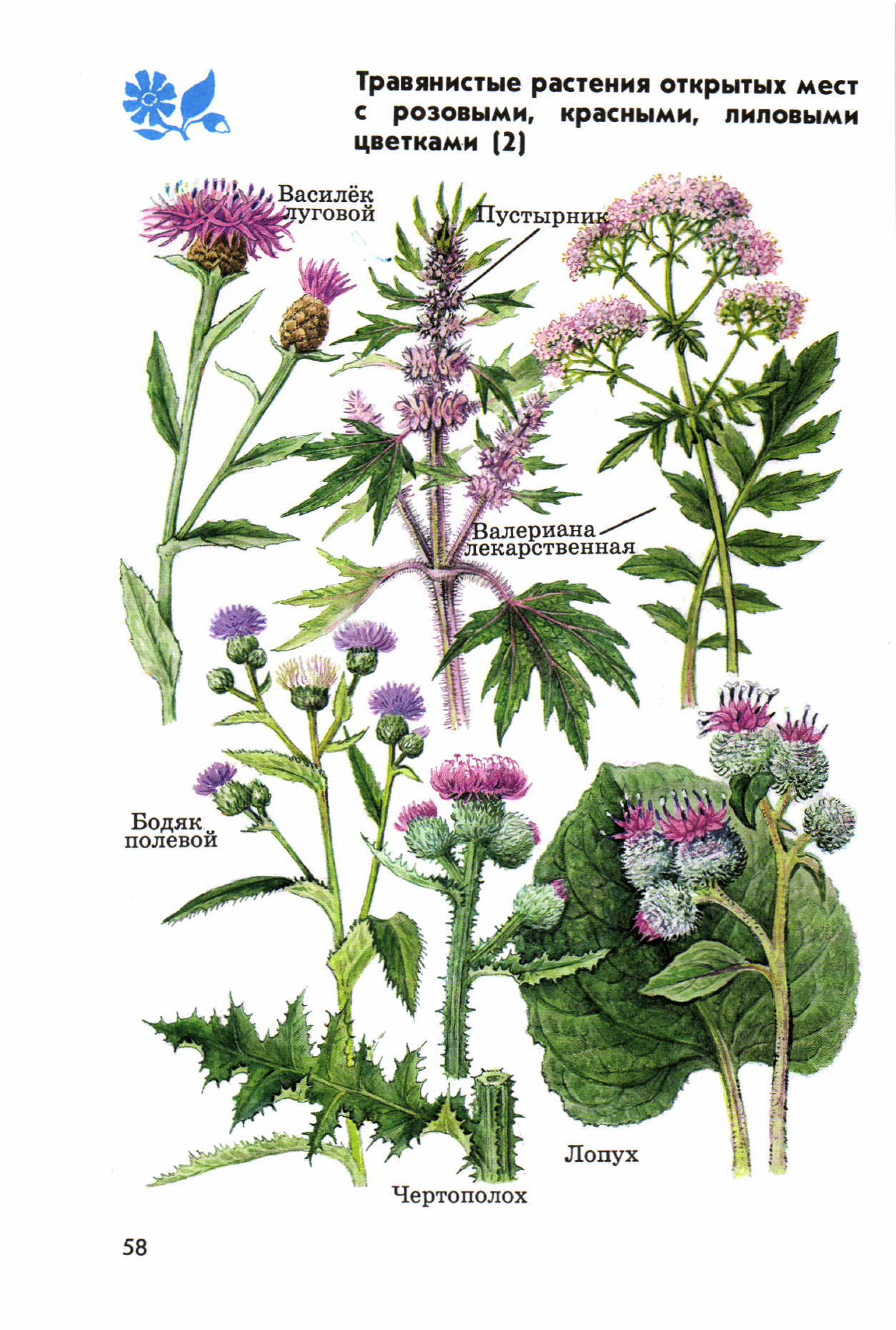 растения открытых мест. травянистые растения открытых мест. травянистые растения открытых мест атлас-определитель репейник. травы названия. атлас-определитель 3 класс окружающий мир растения.