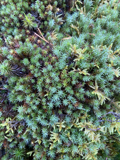 36-CE3-DDB-C282-4078-87-DA-B7804-FD1-CE9