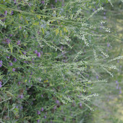 DSC5290-result