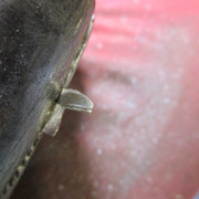IMG-8519